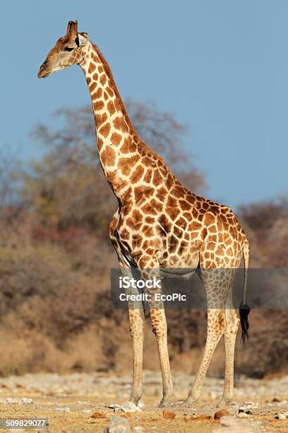 Giraffe Bull Stock Photo - Download Image Now - Africa, Animal, Animal Body