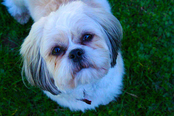istock Shih Tzu Dog 509829099