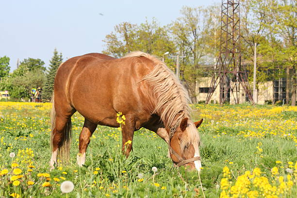 Beautiful palomino Latvian draught horse portrait at the field