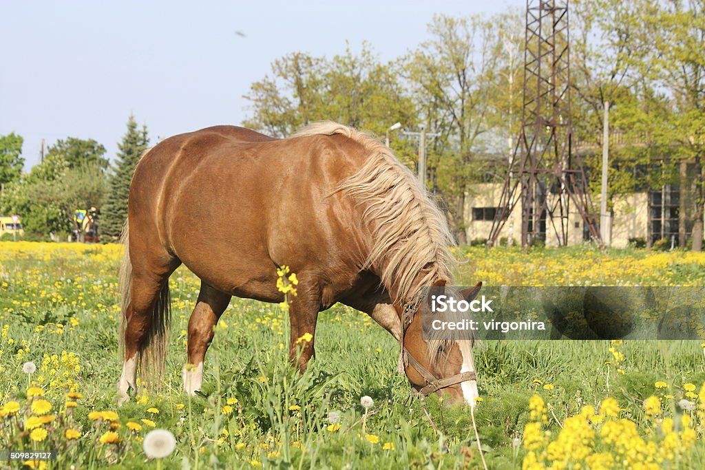 Beautiful palomino draught horse portrait - Royaltyfri Överviktig Bildbanksbilder