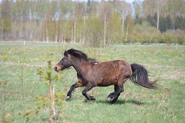 beautiful arabian horse running in nature