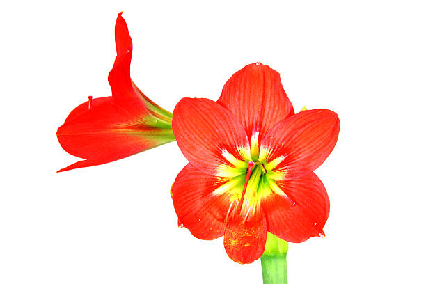 istock Beautiful Blossoms of red Amaryllis flower 509829263