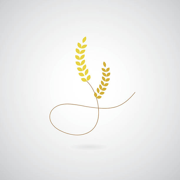 wheat symbol wheat symbol on gray background insignia healthy eating gold nature stock illustrations