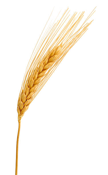 wheat grain stock photo