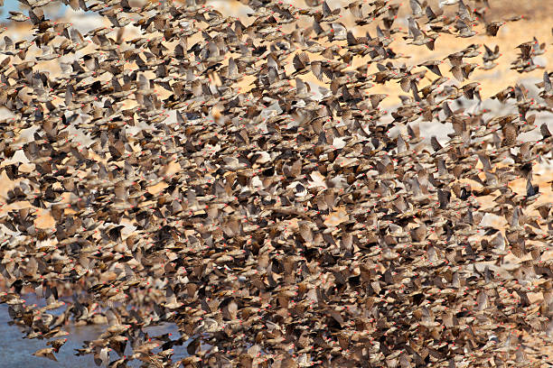 Red-billed Queleas Dense flock of red-billed Queleas (Quelea quelea), Etosha National Park, Namibia flock of birds red billed weaver bird weaverbird africa stock pictures, royalty-free photos & images