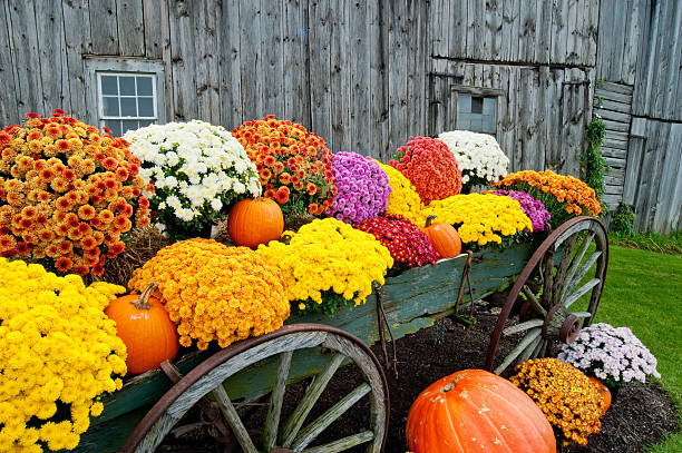 istock Flowers in wagon 509830083