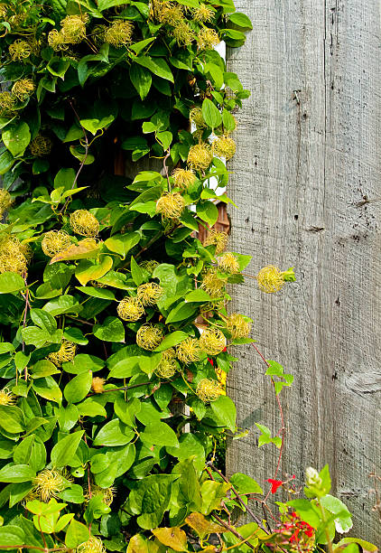 istock Vine growing up barn wood 509830085