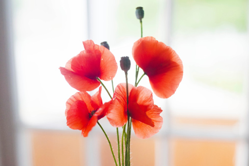 Beautiful Poppies to add color and grace to any project.