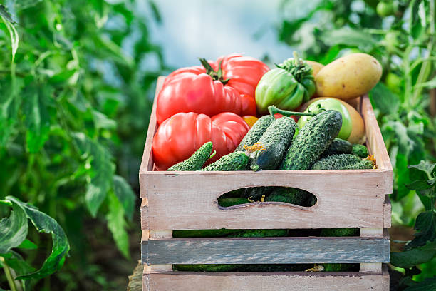 istock Harvested vegetables in greenhouse 509843996