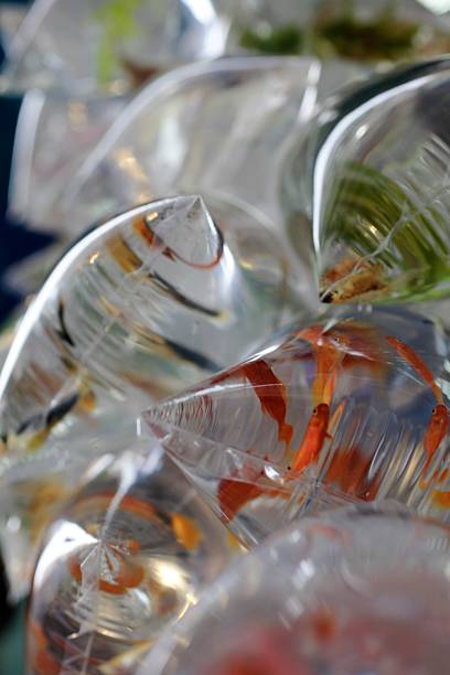 istock Goldfish for Sale 509844938