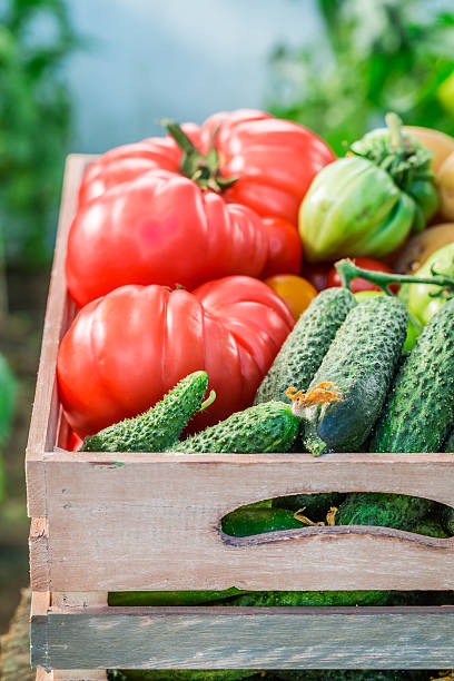 istock Harvested tomatoes and cucumbers in greenhouse 509844984