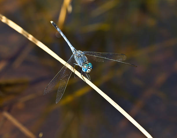 istock blue dragonfly resting on a branch 509845684