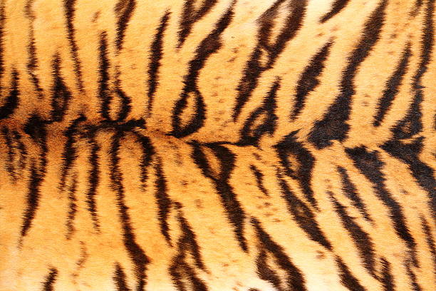 istock black stripes on tiger textured pelt 509846076