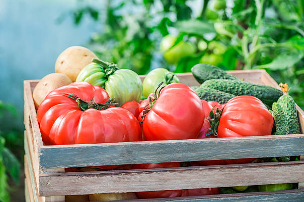 istock Various vegetables in greenhouse 509846090