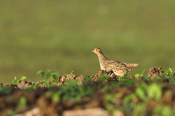 female grey partridge in the field female grey partridge in the field ( Perdix perdix ) perdix stock pictures, royalty-free photos & images