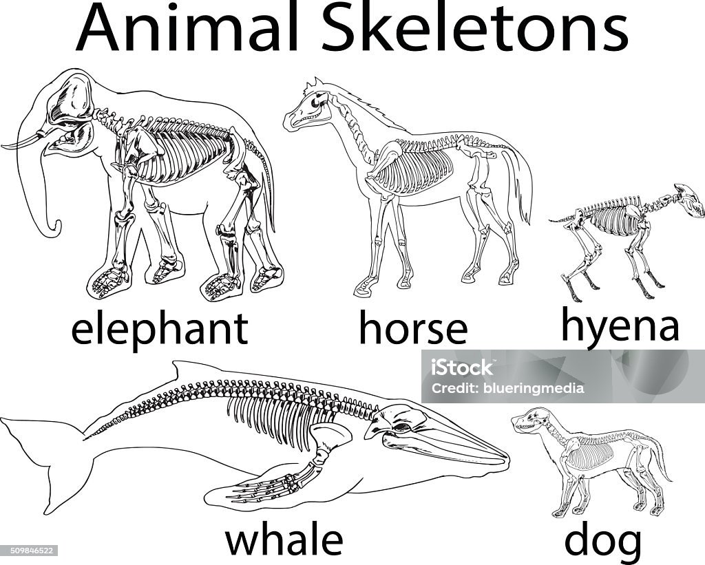 Skeletons Of Different Wild Animal Stock Illustration - Download Image Now  - Anatomy, Dog, Animal - iStock
