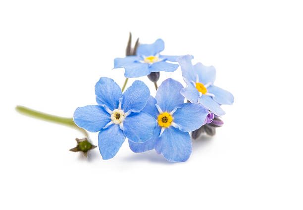 istock blue forget-me-not flowers isolated 509847108