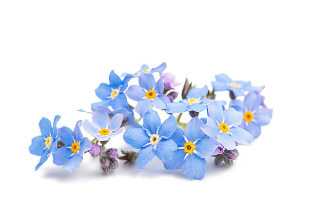 istock blue forget-me-not flowers isolated 509847138