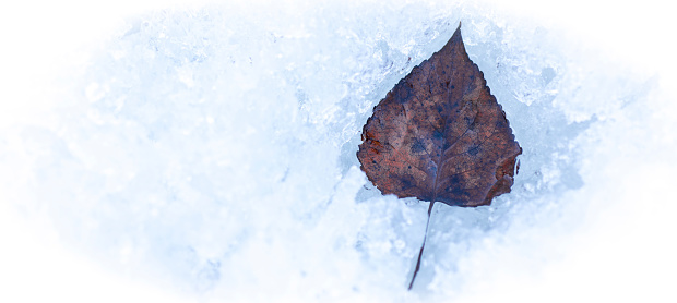 Frozen autumn leaf with details of frost