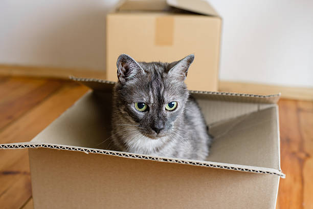 istock Moving day - cardboard boxes in room 509848510