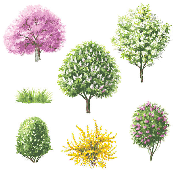 ilustraciones, imágenes clip art, dibujos animados e iconos de stock de florecer conjunto de árboles y arbustos. - blooming trees