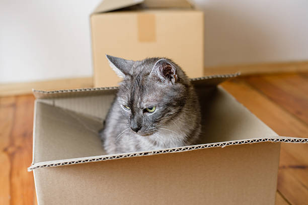 istock Moving day - cardboard boxes in room 509848608