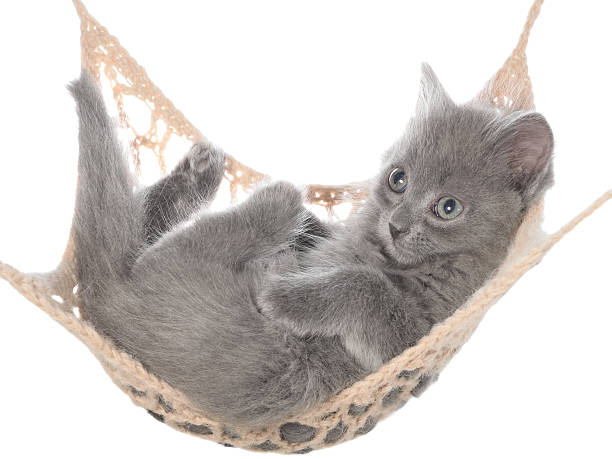 istock Cute gray kitten in hammock 509850624