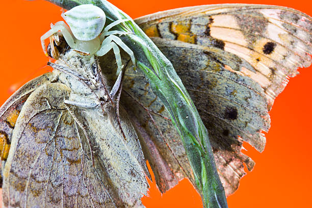 istock Hunting spider catching butterflies on the branches. 509850648