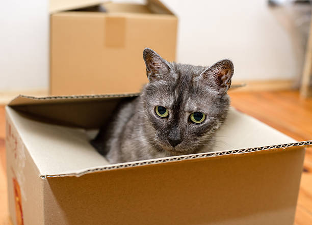 istock Moving day - cardboard boxes in room 509850726