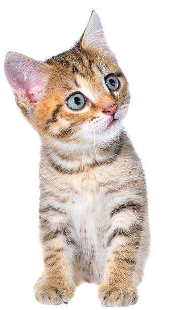 istock Shorthair brindled kitten 509850760