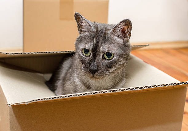 istock Moving day - cardboard boxes in room 509850780