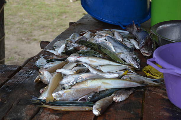 frais poisson - fish catch of fish catching dead animal foto e immagini stock