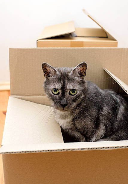 istock Moving day - cat and cardboard boxes 509852316