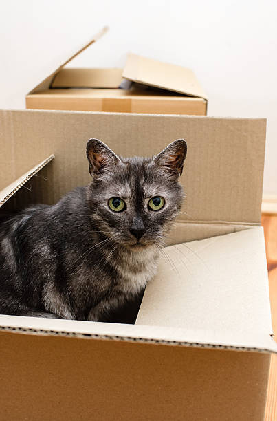 istock Moving day - cat and cardboard boxes 509852410