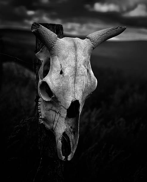 istock cow skull on the pillar 509855662