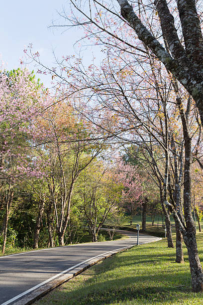 istock flower of wild himalayan cherry tree 509856766