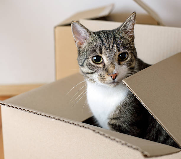 istock Moving day - cat and cardboard boxes 509857442