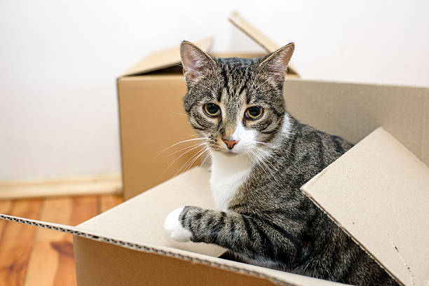 istock Moving day - cat and cardboard boxes 509857526