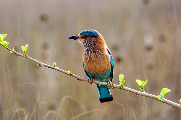 indian roller sitting on a branch indian roller sitting on the branch of a tree coracias benghalensis stock pictures, royalty-free photos & images