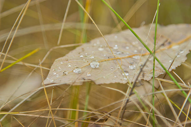 Autumn leaf with dew drops on the grass