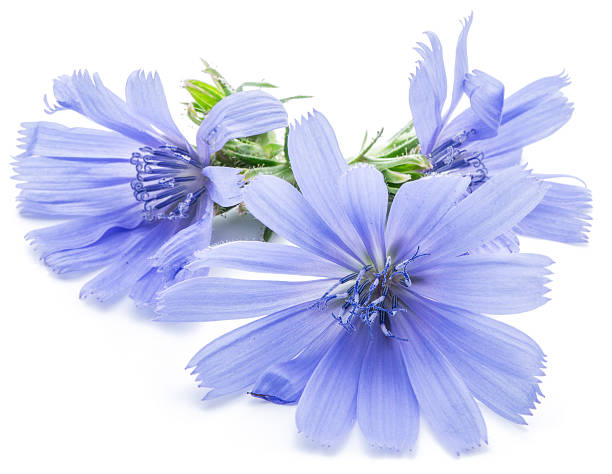 istock Chicory flowers isolated on the white background. 509858070