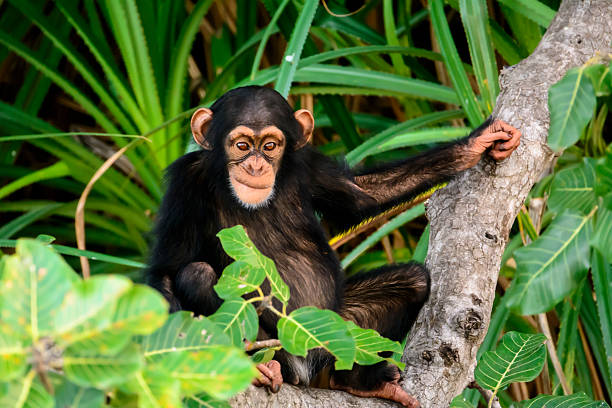 mischievous chimp watching stock photo