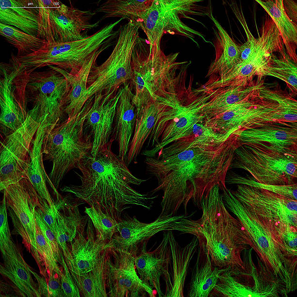 お肌の細胞 - actin ストックフォトと画像