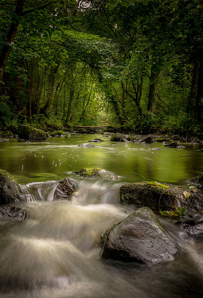 istock Stream in Woodland 509858800
