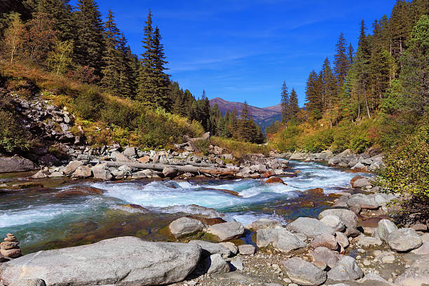 istock Rapid  stream of coniferous forests 509859073