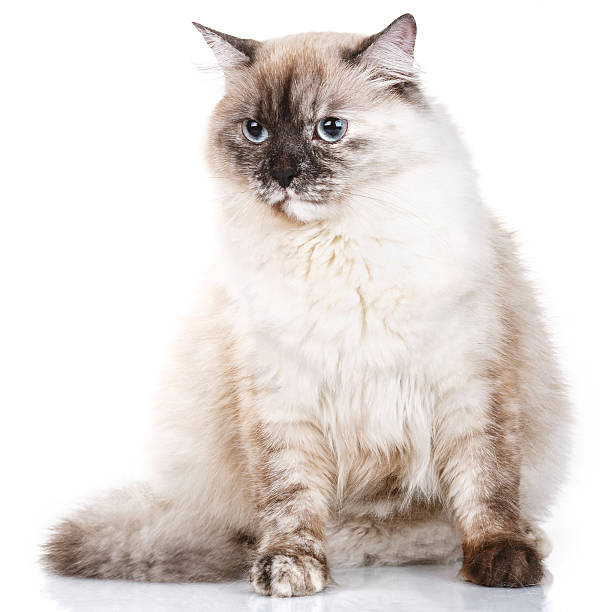 istock gray cat with blue eyes on a white background 509859230