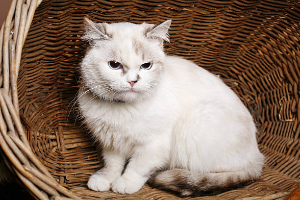 istock White Cat sitaing  in the basket 509859284