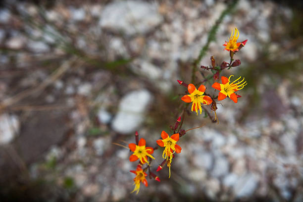 istock flowers, Cerrado, Minas Gerais 509859445