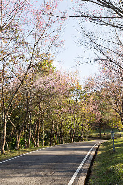 istock flower of wild himalayan cherry tree 509859572
