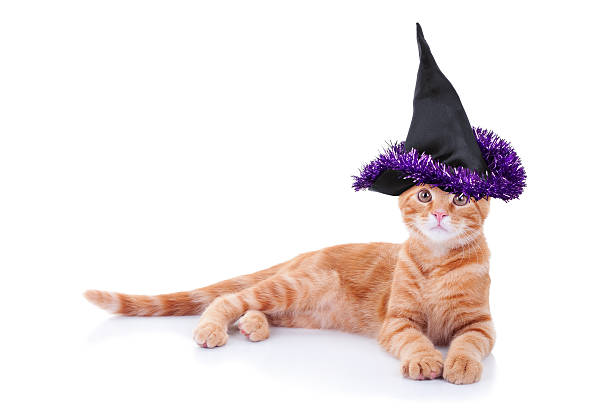 Witch Cat Halloween witch pet cat in costume stage costume stock pictures, royalty-free photos & images